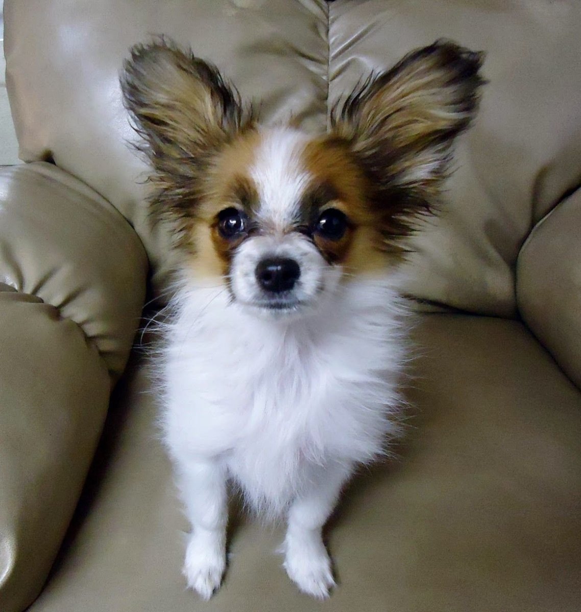 Бордер Папийон