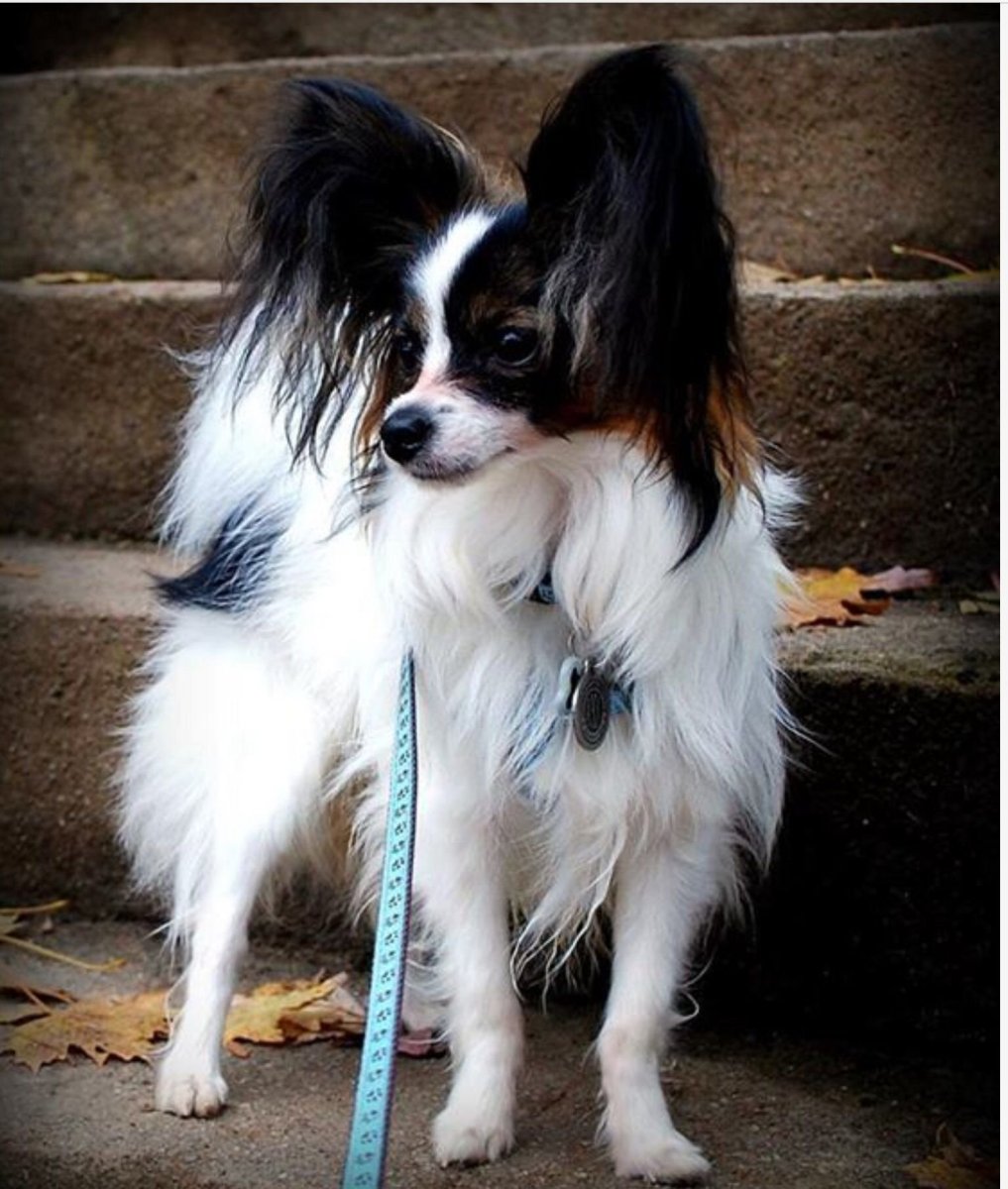 Бордер Папильон метис