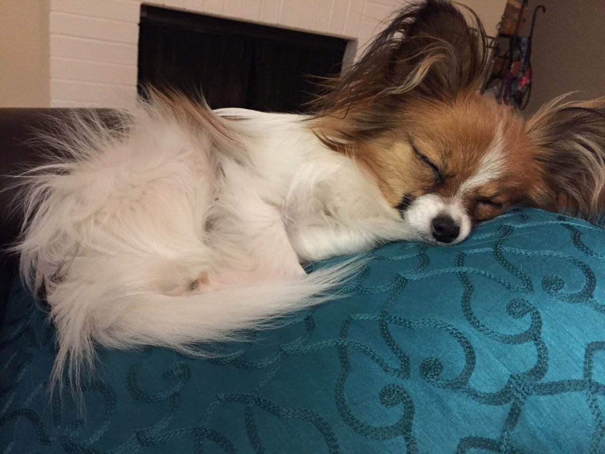 Папильон и чихуахуа метис