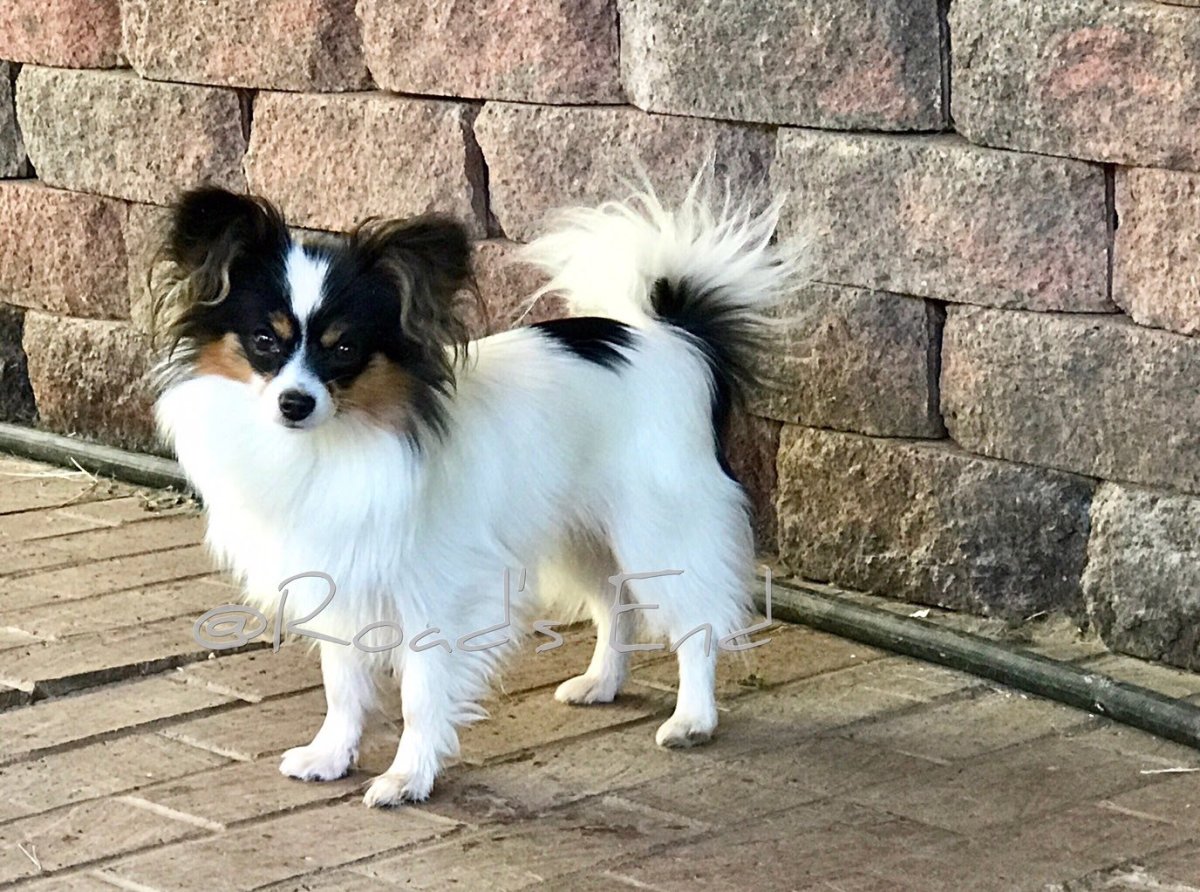 Шпиц Папильон бабочка