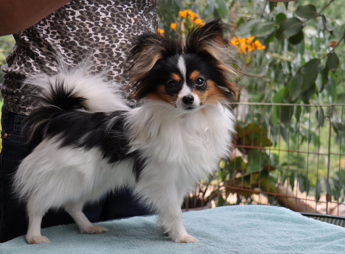 Метис шпиц Папийон