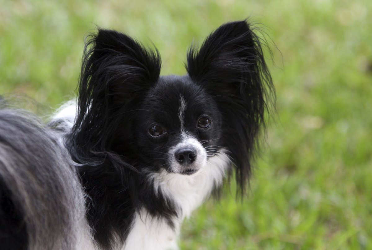 Маленькая собачка Папильон