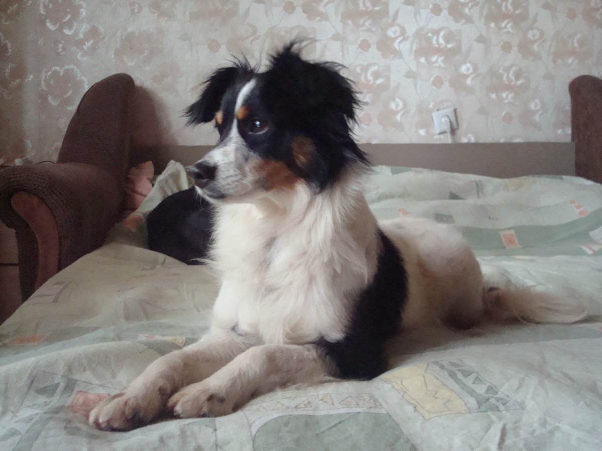 Папильон собака щенок 2 месяца