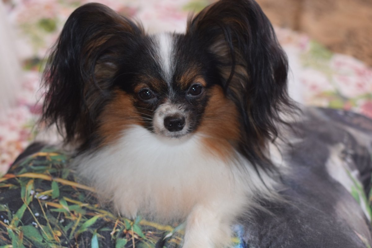 Папильон и шпиц помесь