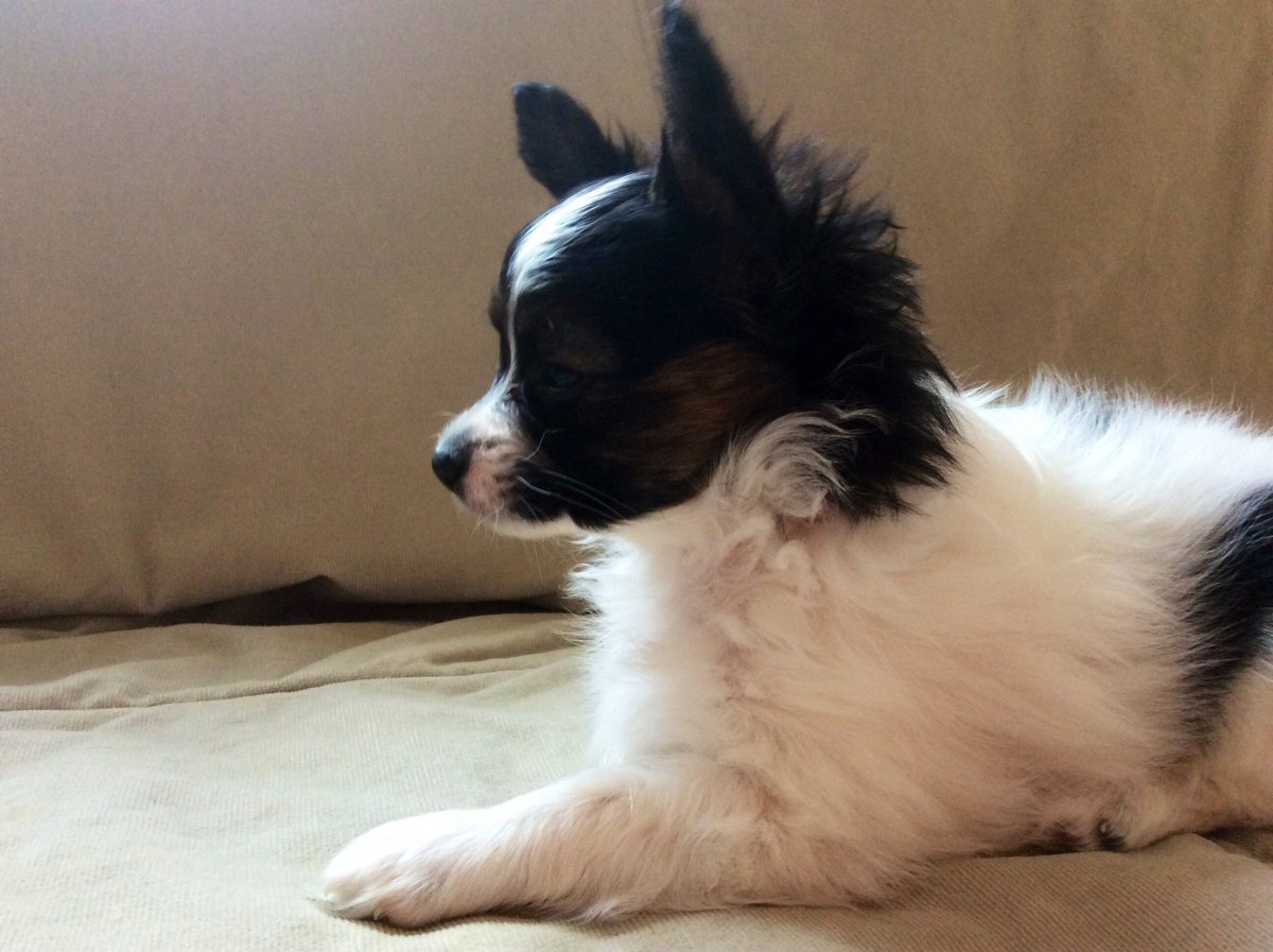 Папильон помесь