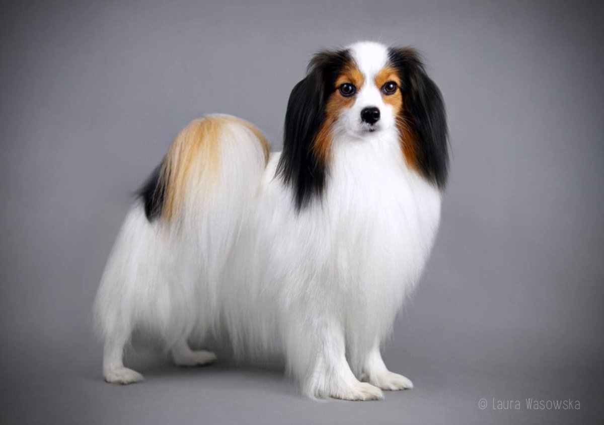 Мальтийская болонка и Папильон