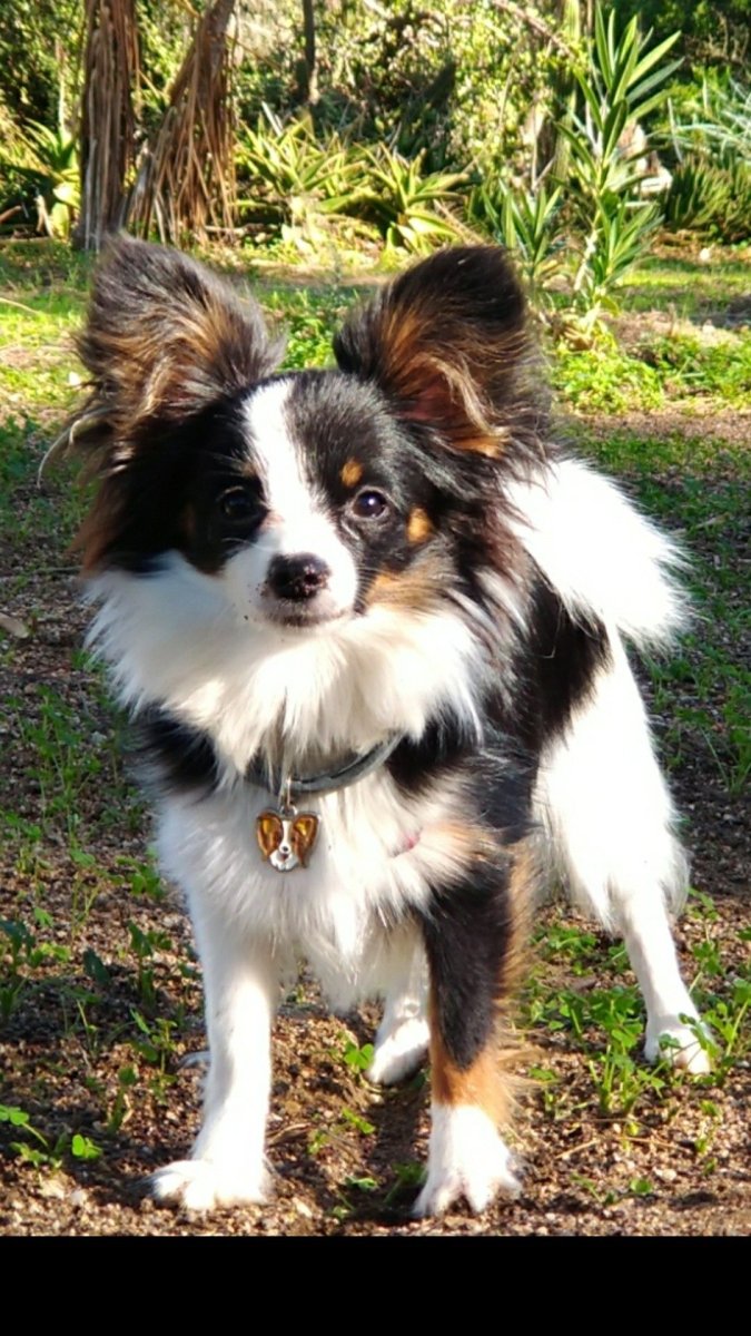 Метис Папильон и спаниеля