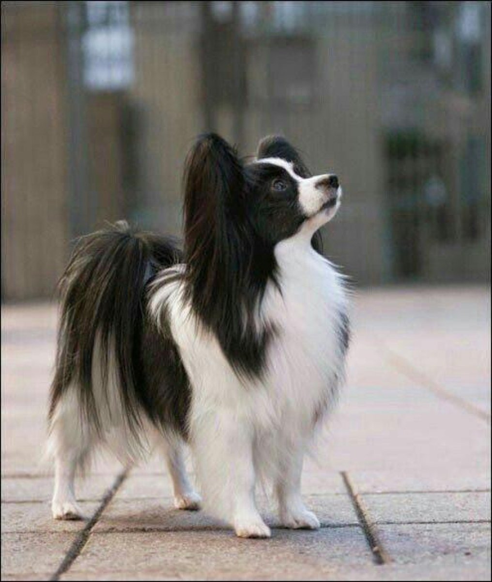 Папийон Барон