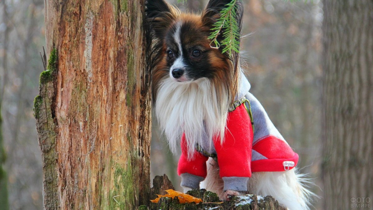 Папильон Триколор