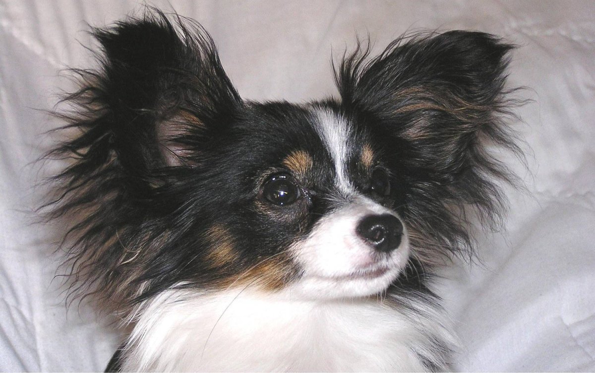 Папильон метис