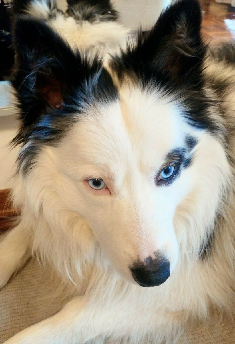 Папильон и чихуахуа