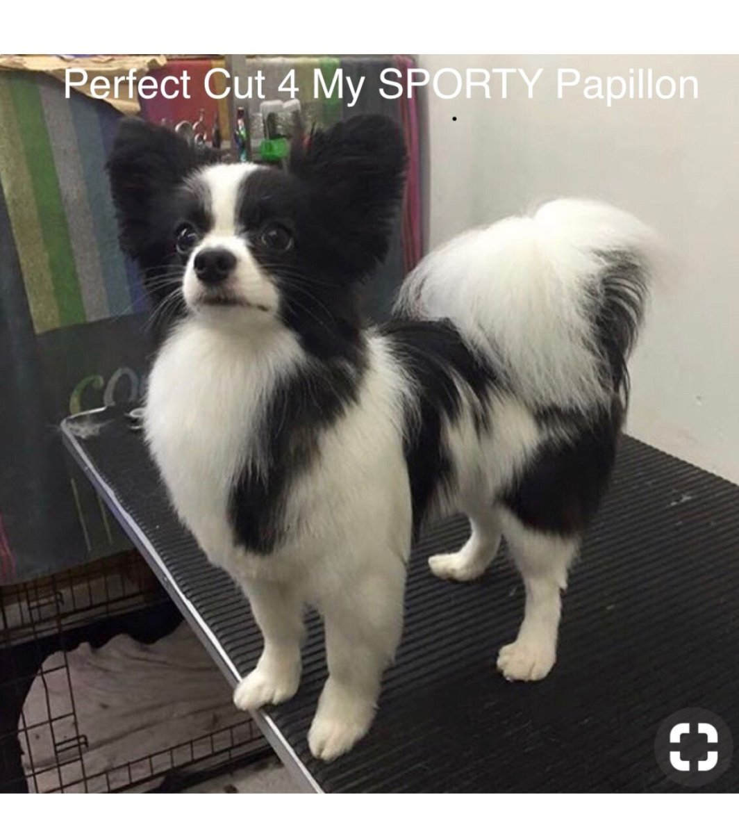 Порода собак бабочка Папильон