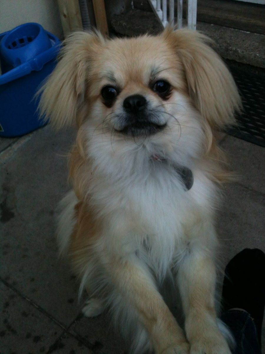 Папильон и Кинг Чарльз спаниель