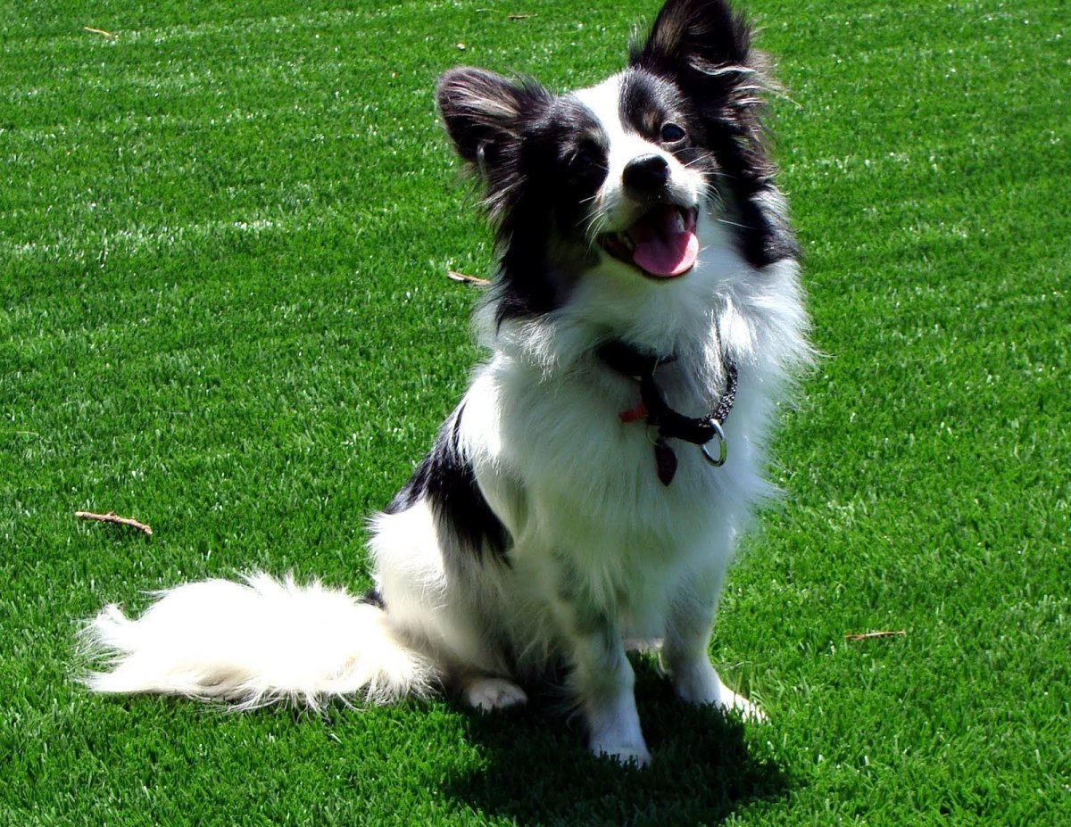 Бордер колли и Папильон