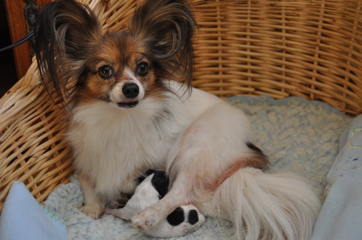 Папильон собака черный