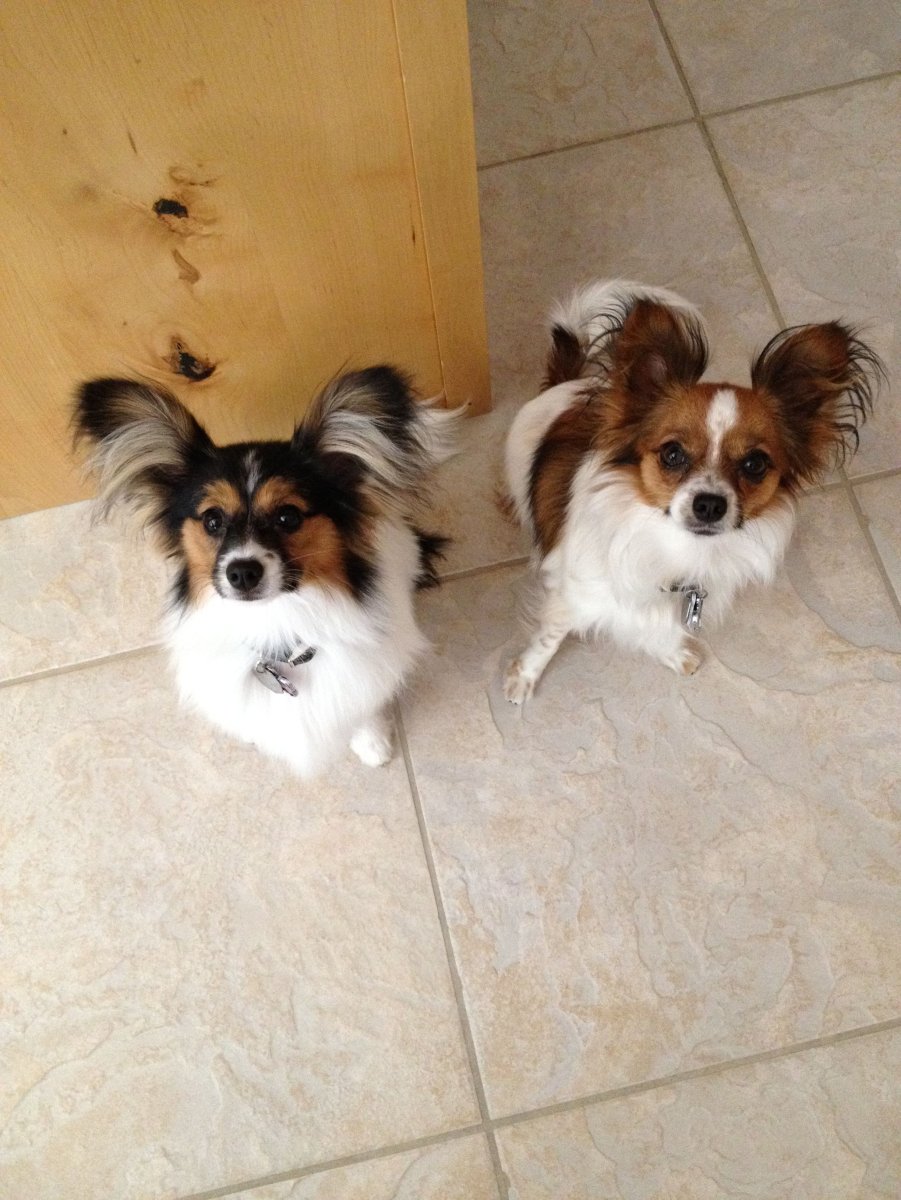 Метис папийона