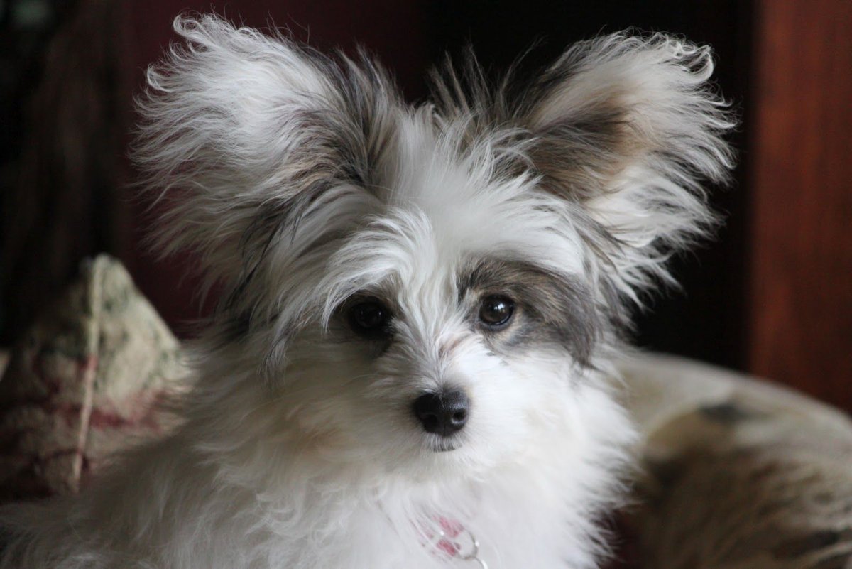 Корги и Папильон