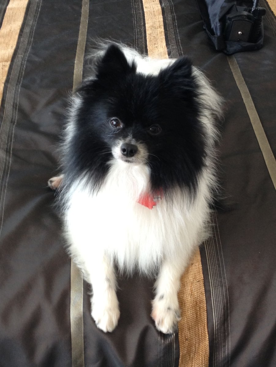 Папилон животное