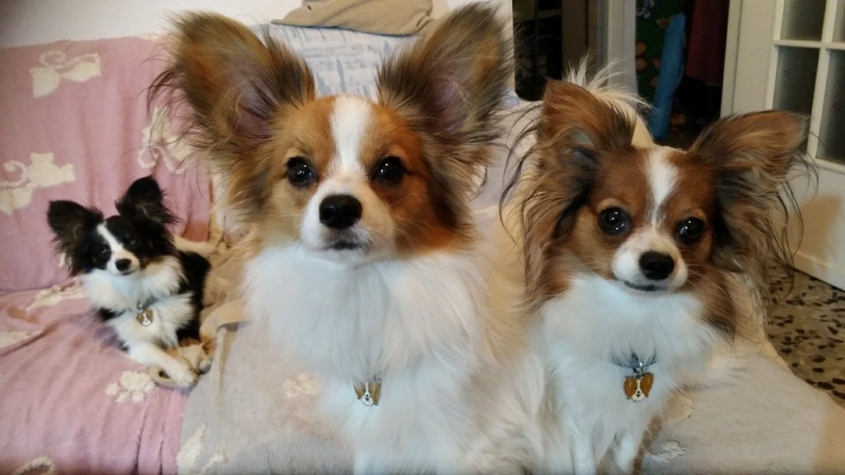 Вельш Папильон