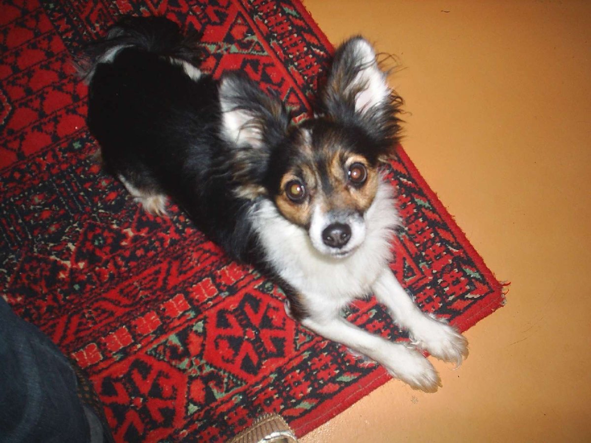 Шпиц Папильон смесь