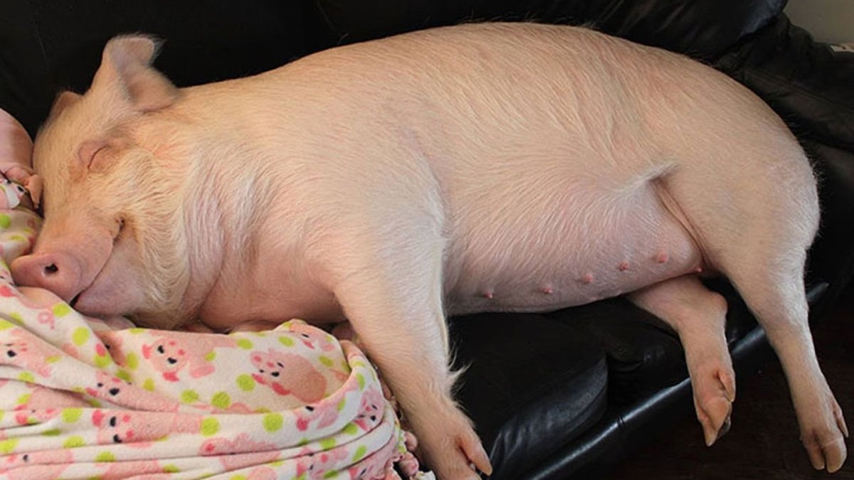 Минипиг хряк