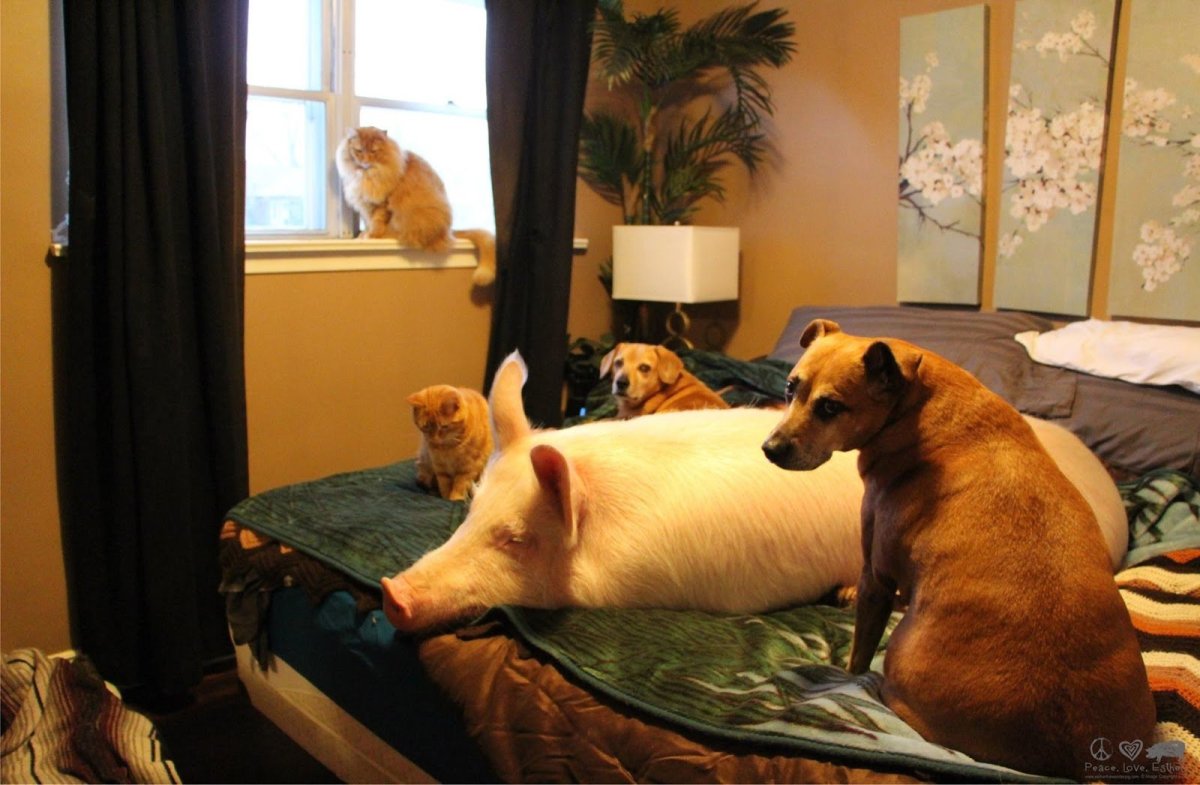 Домашние животные для квартиры