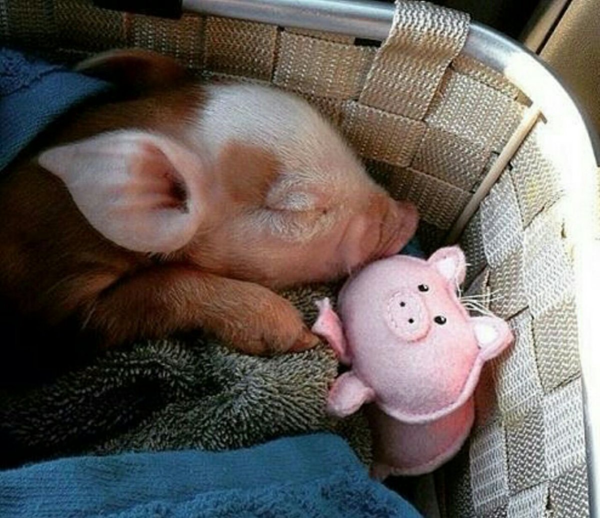 Поросята мини Пиги взрослые