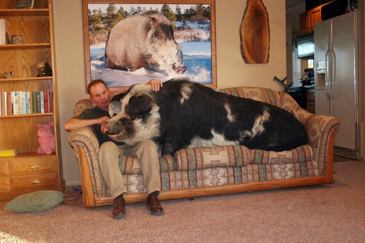 Спящие поросята