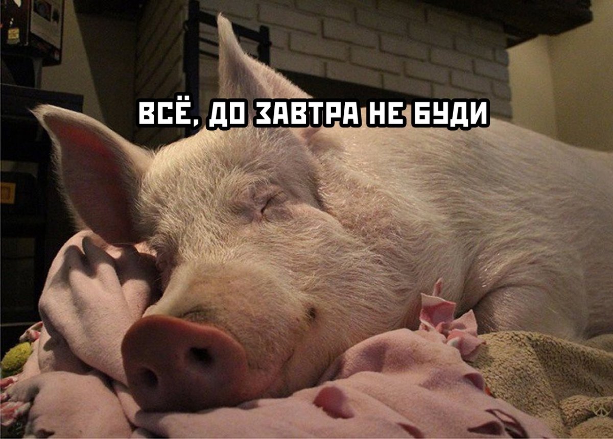 Веселый поросенок