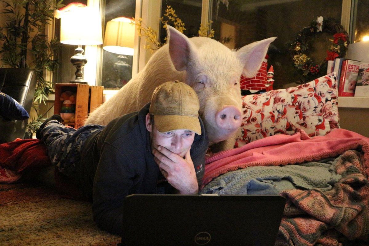 Поросенок в квартире