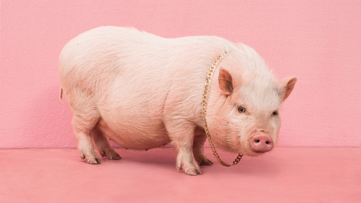 Минипиг Эстер