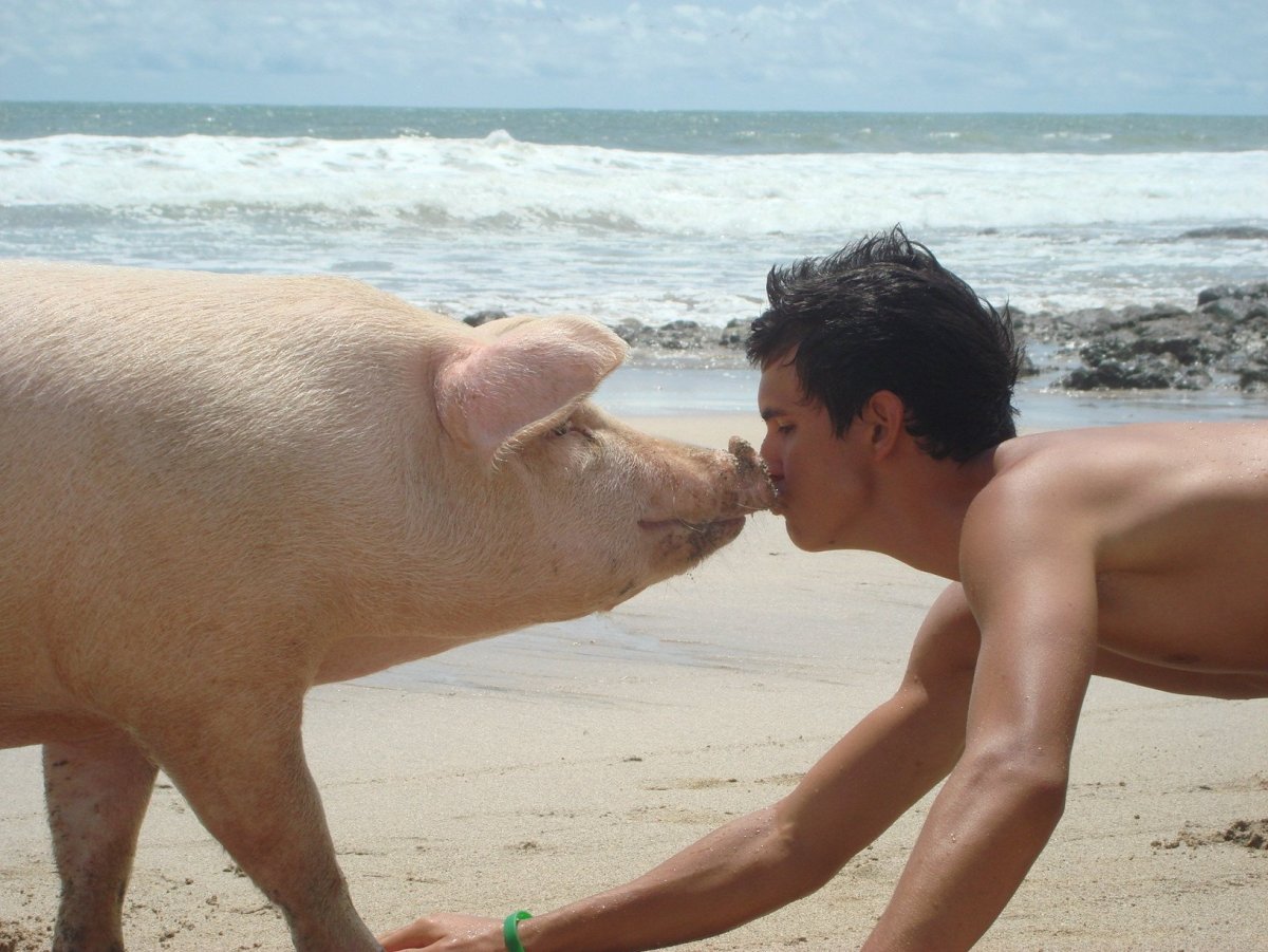 Подушка свинья