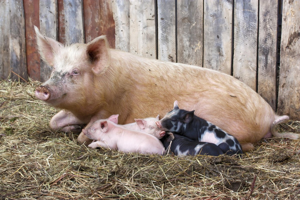 Кафе веселый хряк Владимир квест