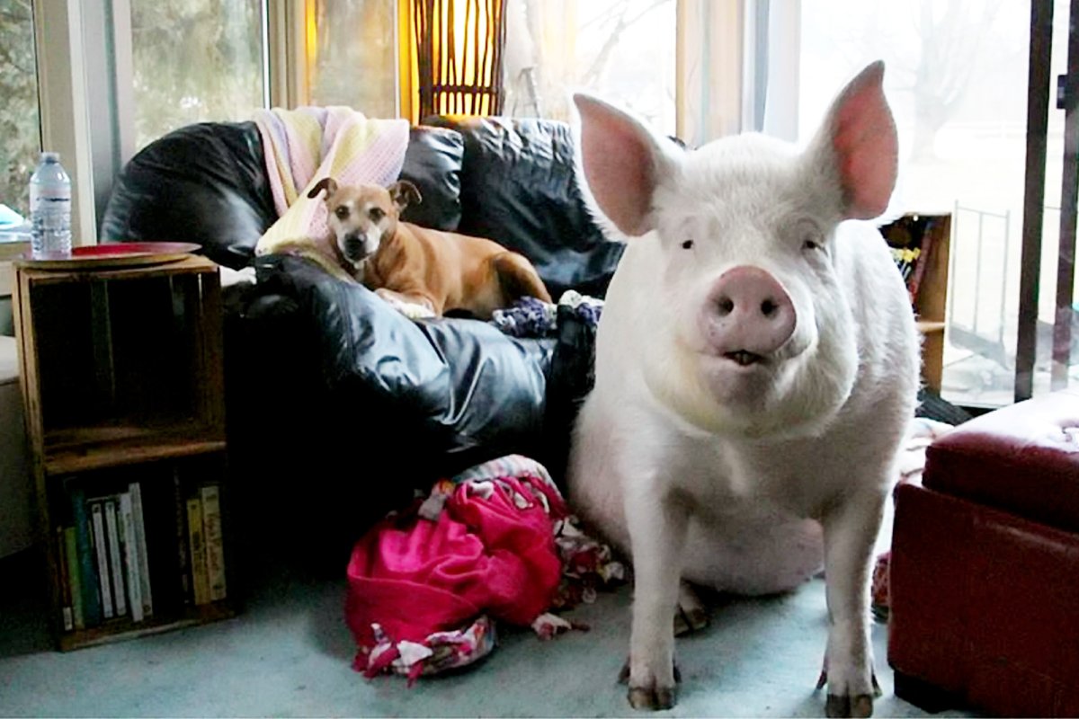 Домашние свиньи в квартире