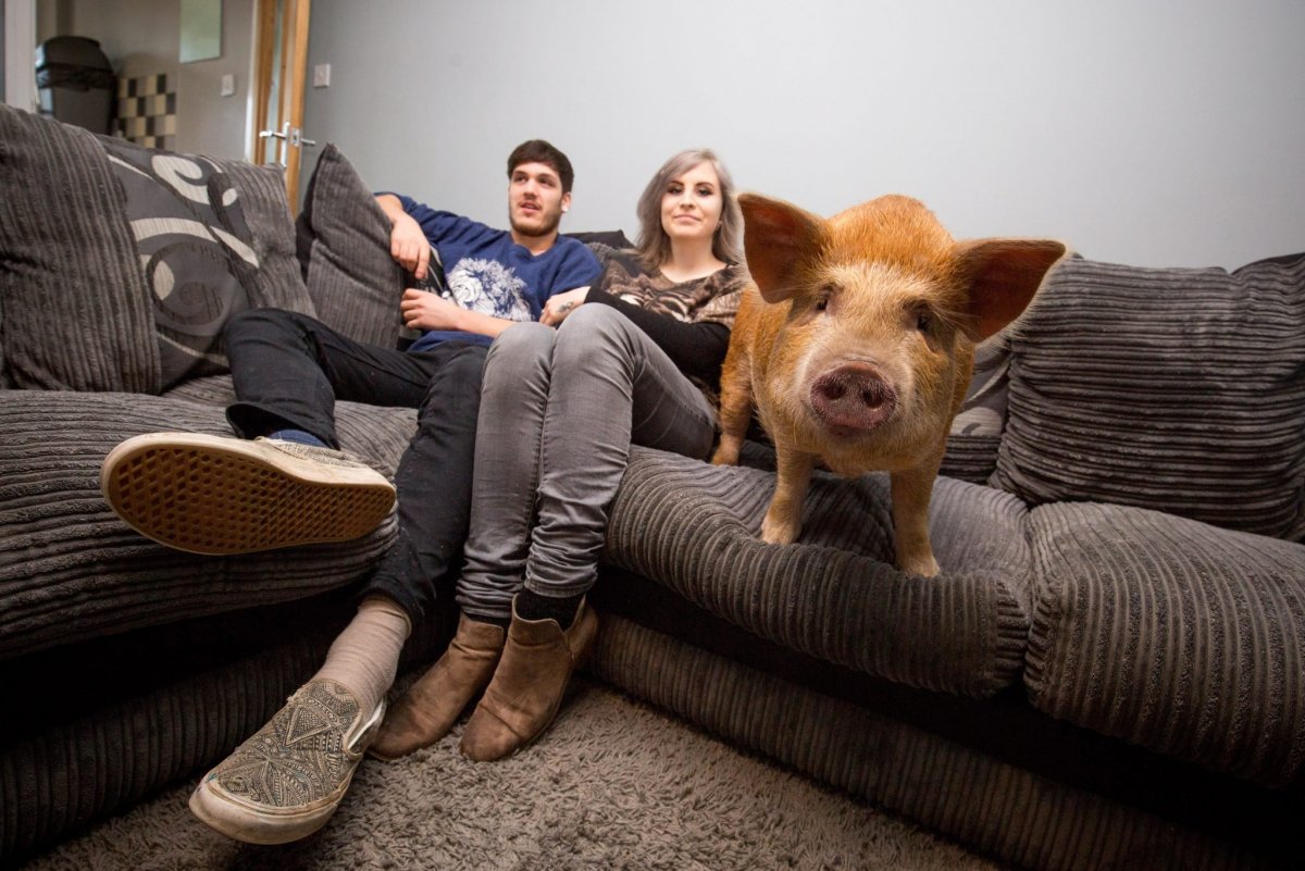 Свинья на диване фото