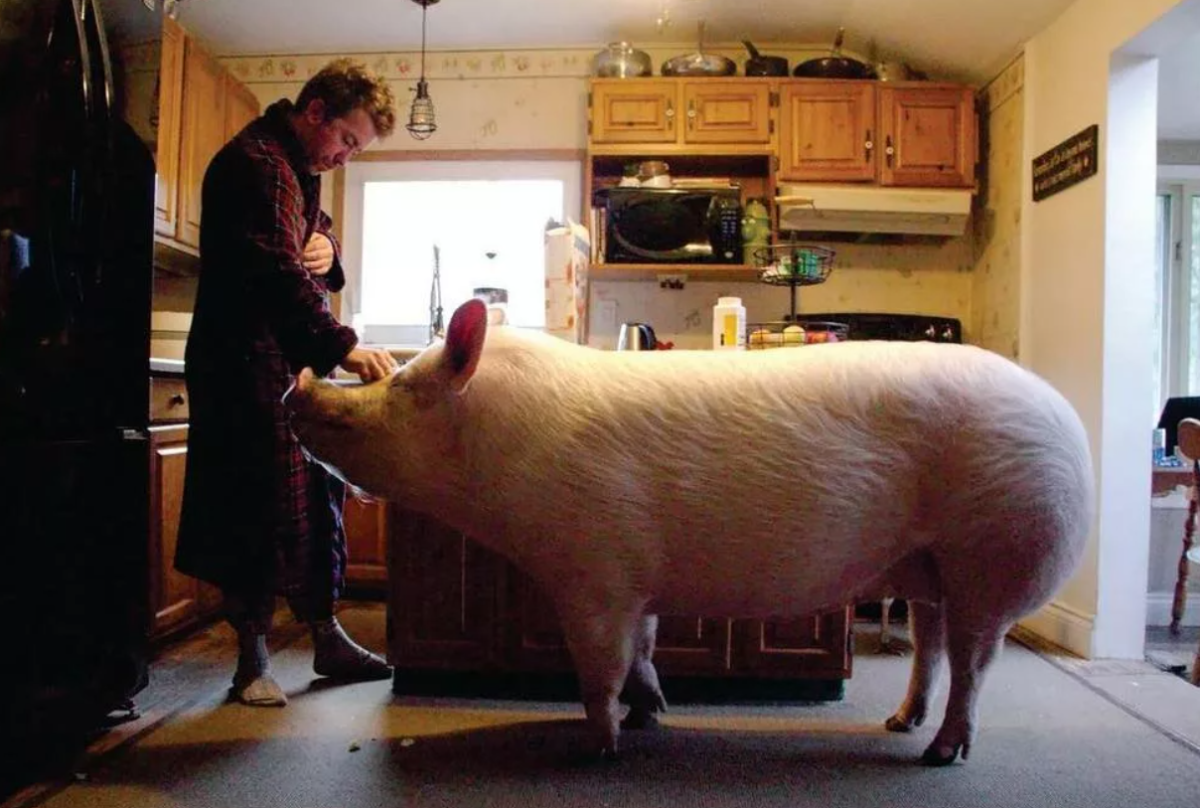 Свинья спит