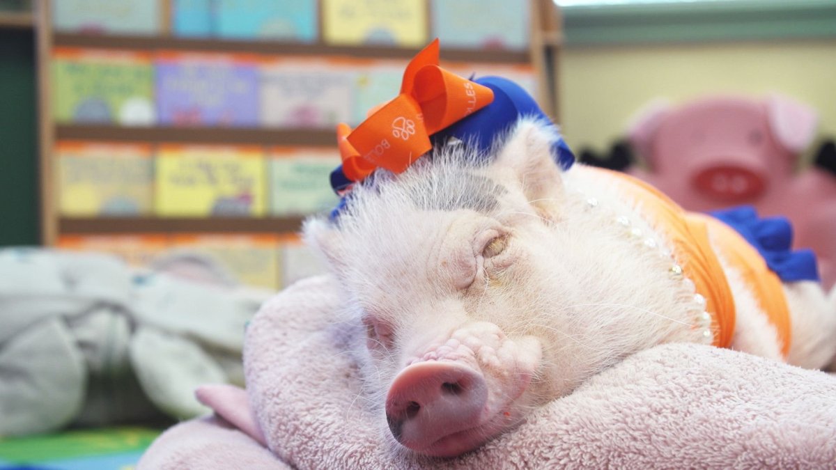 Свиньи картинки прикольные