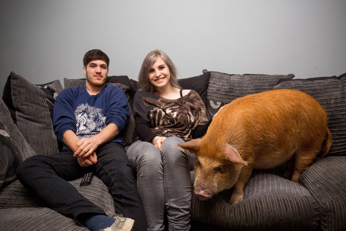 Свинья кинозвезда