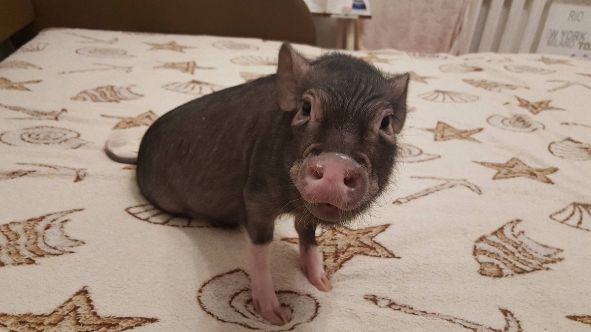 Свинья взрослая