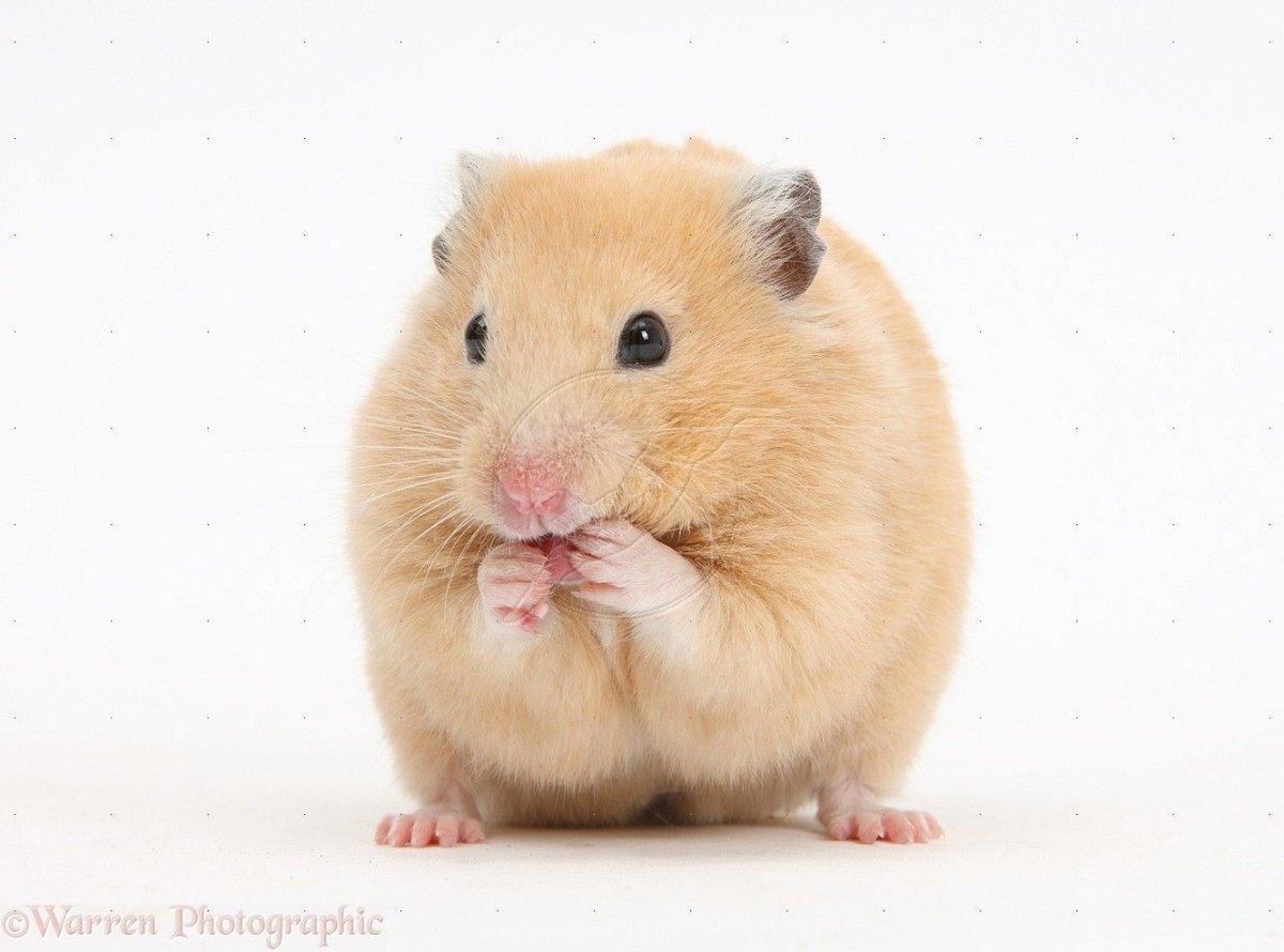 Джунгарский хомяк пушистый