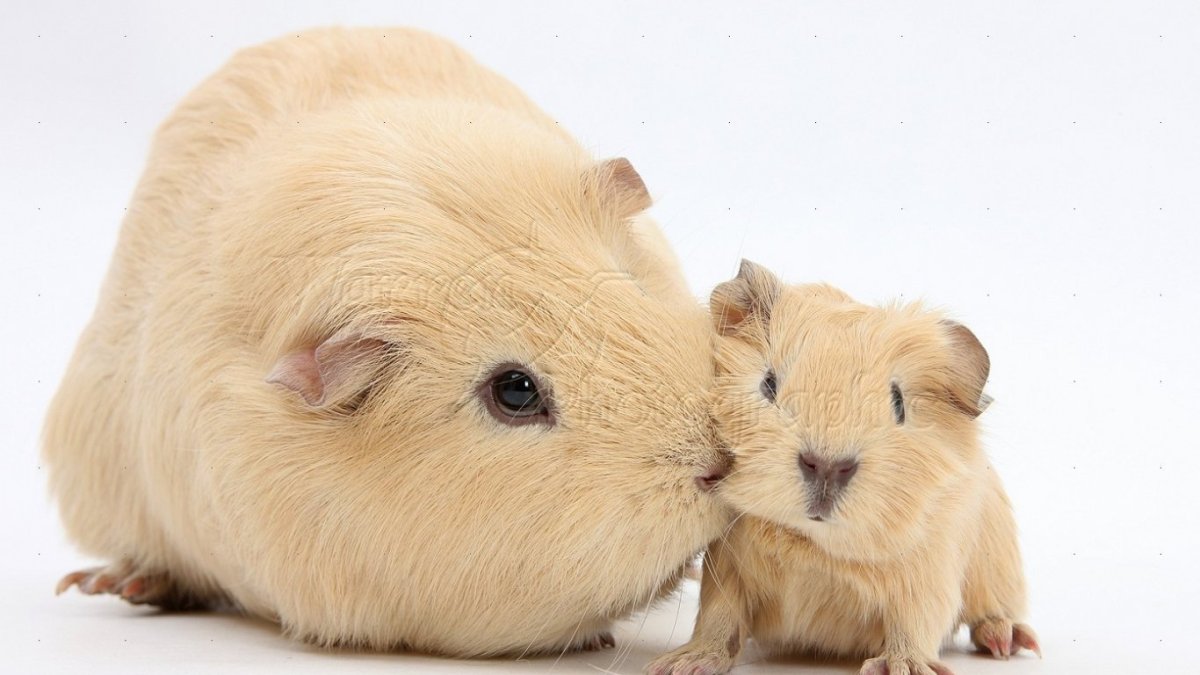 Золотистый хомяк