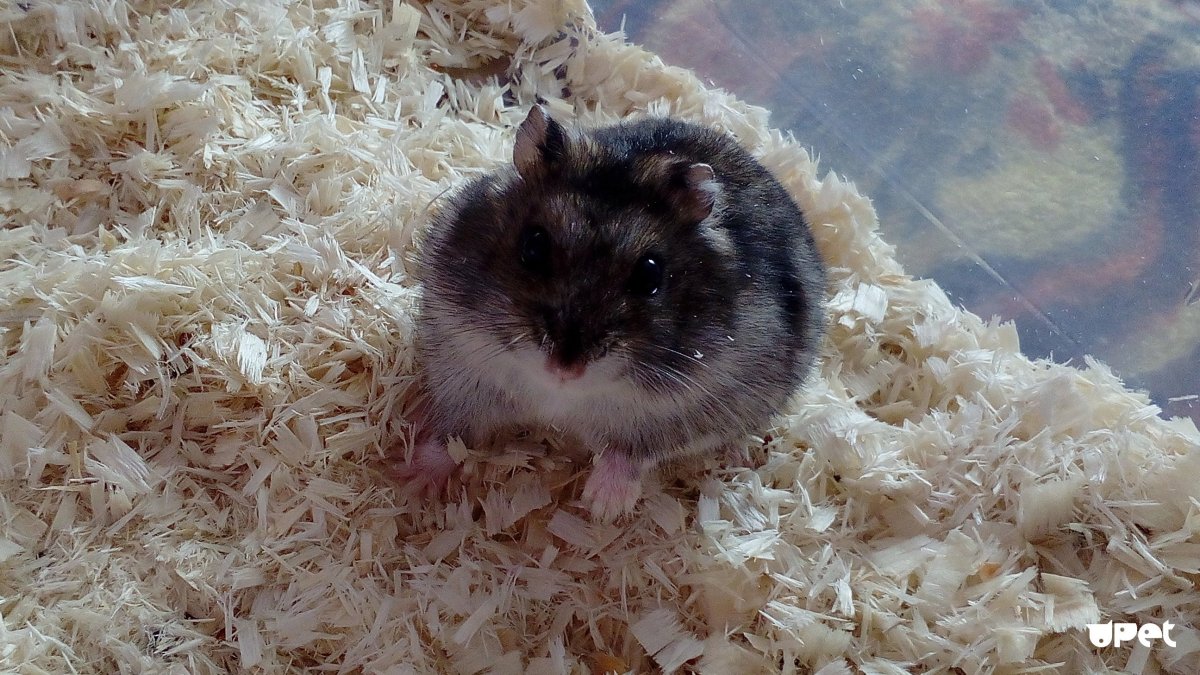 Джунгарский хомяк розовый