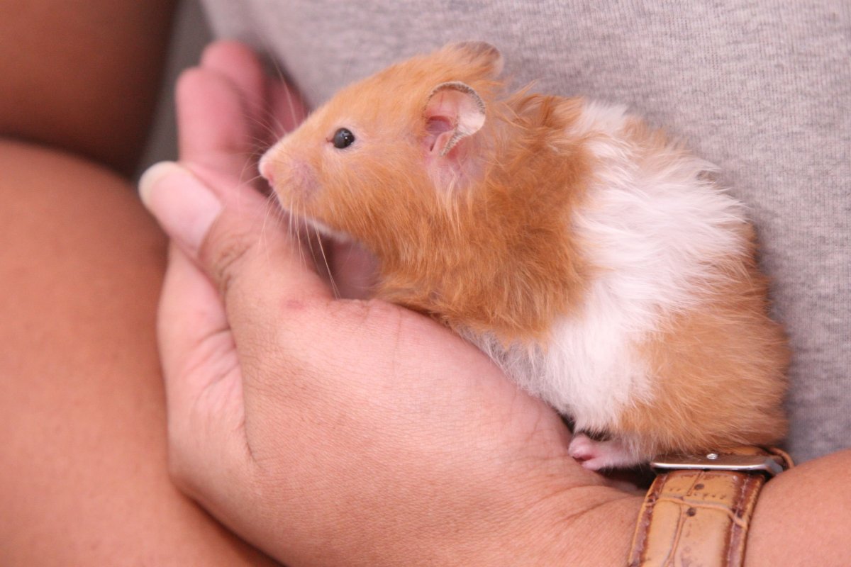 Сирийский хомяк розовый