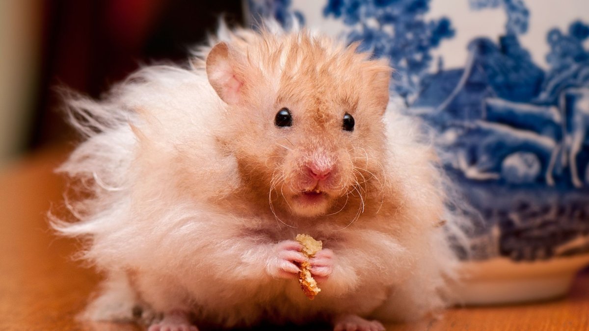 Фон с хомяками