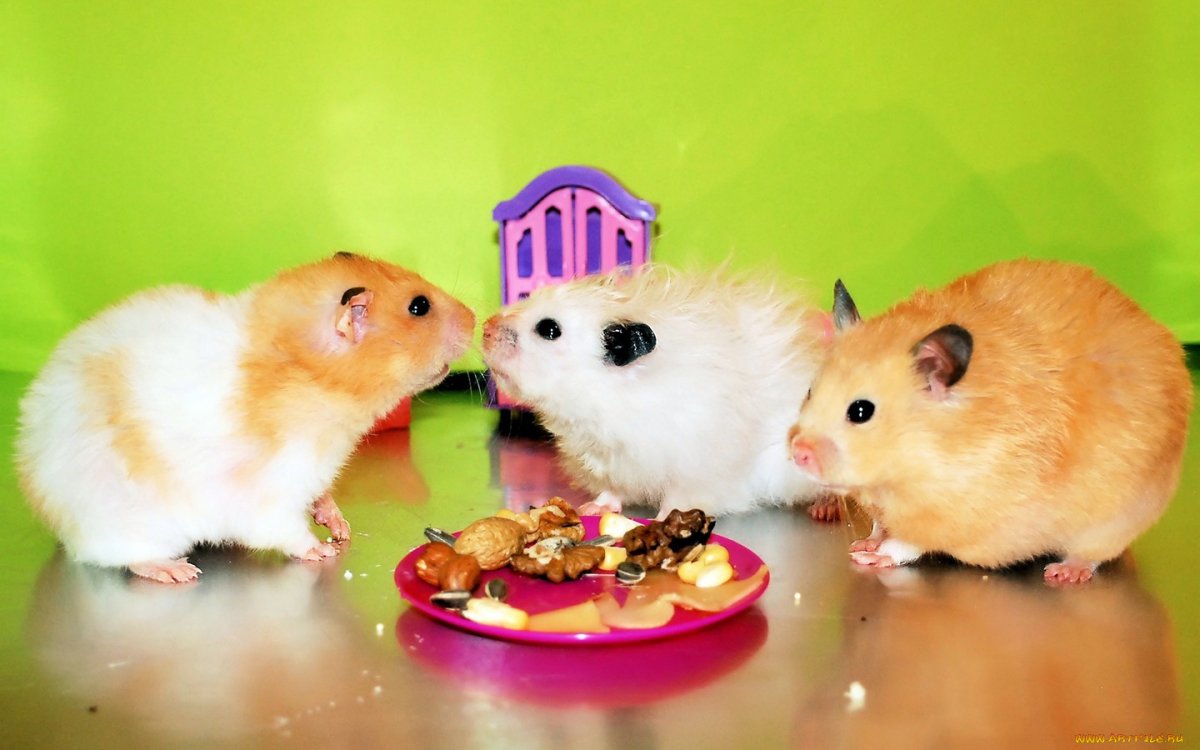 Хомячок на розовом фоне