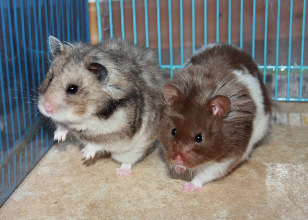 Хомяк сирийский