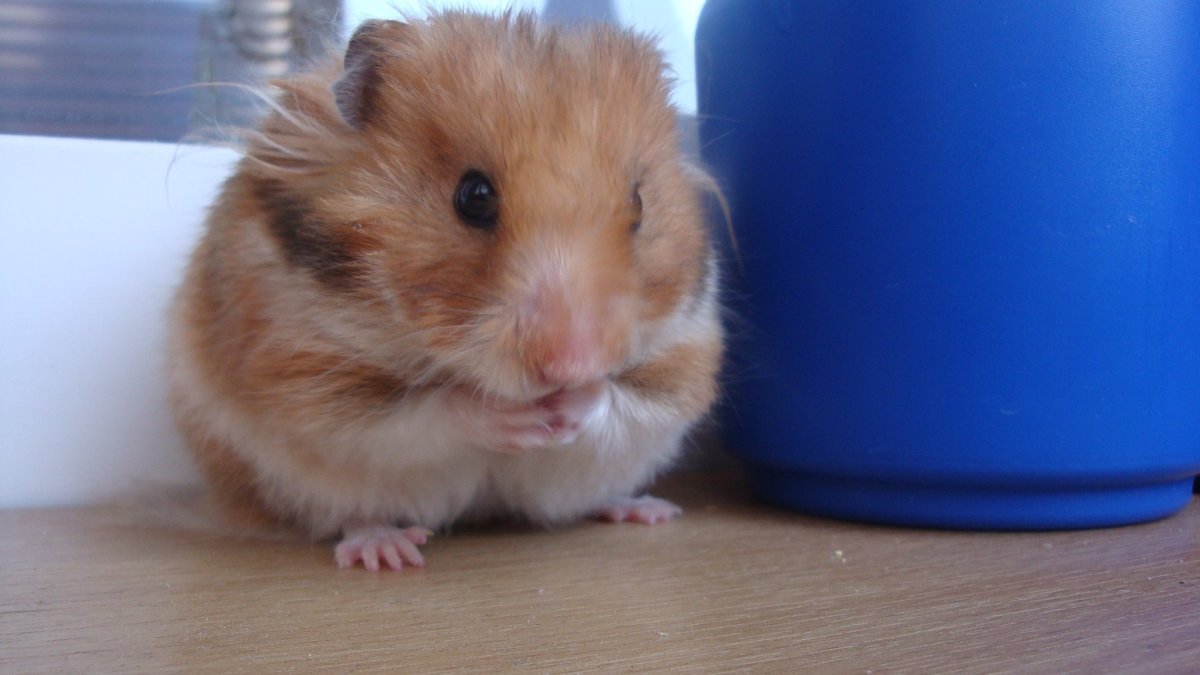 Хомяк ангорский черный сирийский