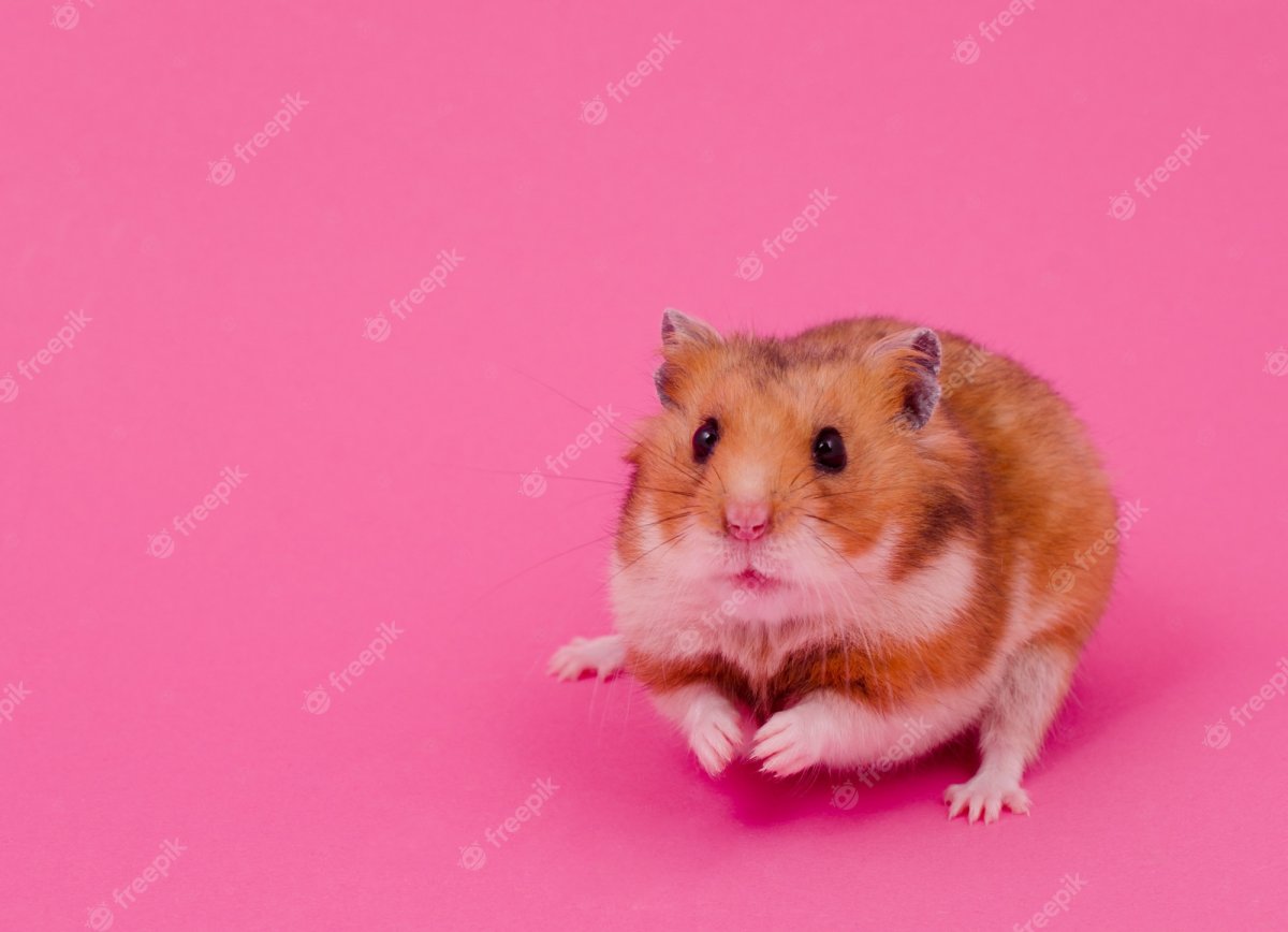 Беременная хомячиха