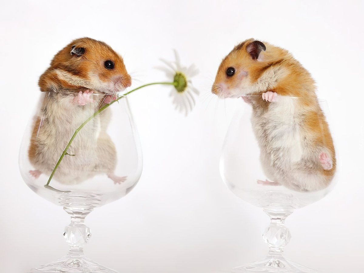 Ангорский хомяк