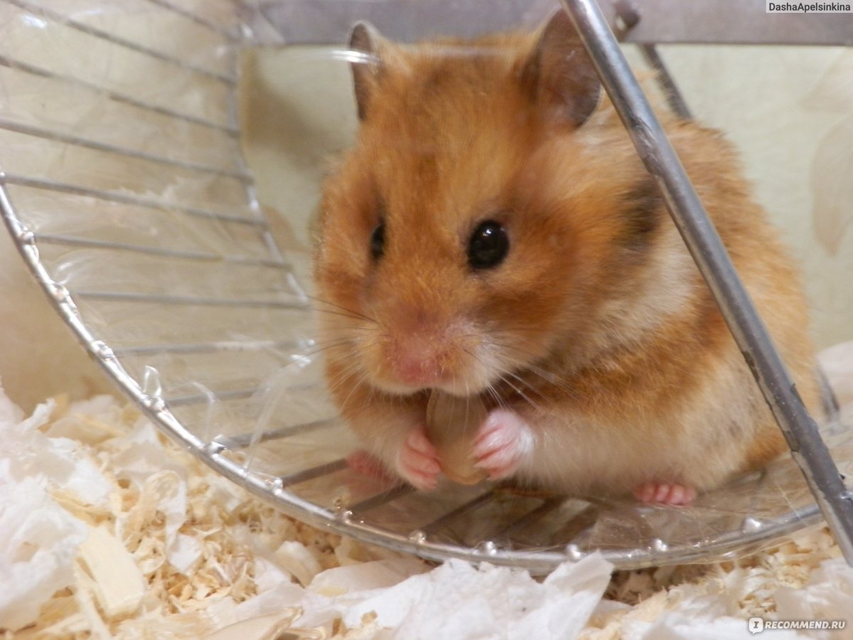 Джунгарский хомячок рыжий